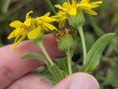 Heterotheca camporum, photograph (c) Ryan Sorrells, some rights reserved (CC BY)