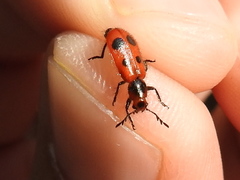 Pelonides quadrinotata