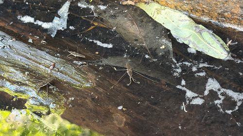 iNaturalist observation photo of North American Common Water Strider