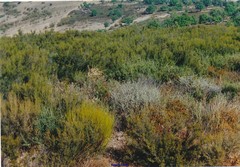 Cistus lasianthus alyssoides