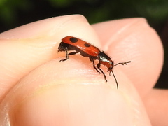 Pelonides quadrinotata