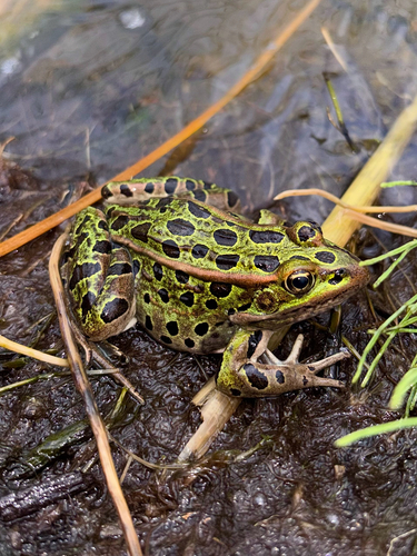 Northern Leopard Frog
