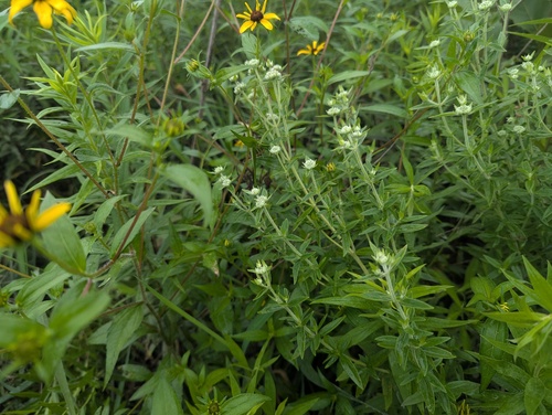Pycnanthemum verticillatum, photograph 5