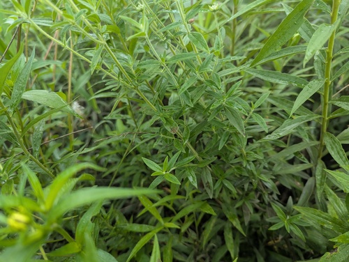 Pycnanthemum verticillatum, photograph 6