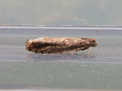 Pseudexentera mali
