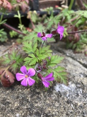 Geranium robertianum