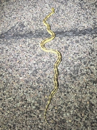 Trans-pecos Ratsnake