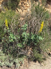 Thermopsis macrophylla