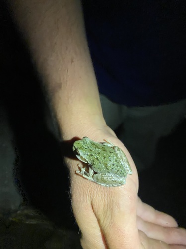 Pacific chorus frog