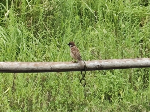 Eurasian Tree Sparrow