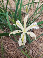 Iris tenuissima