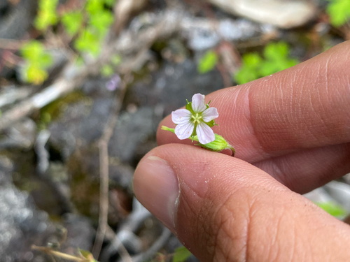 Geranium homeanum observed 2026-07-20
