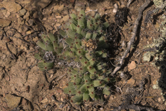 Trichodiadema marlothii