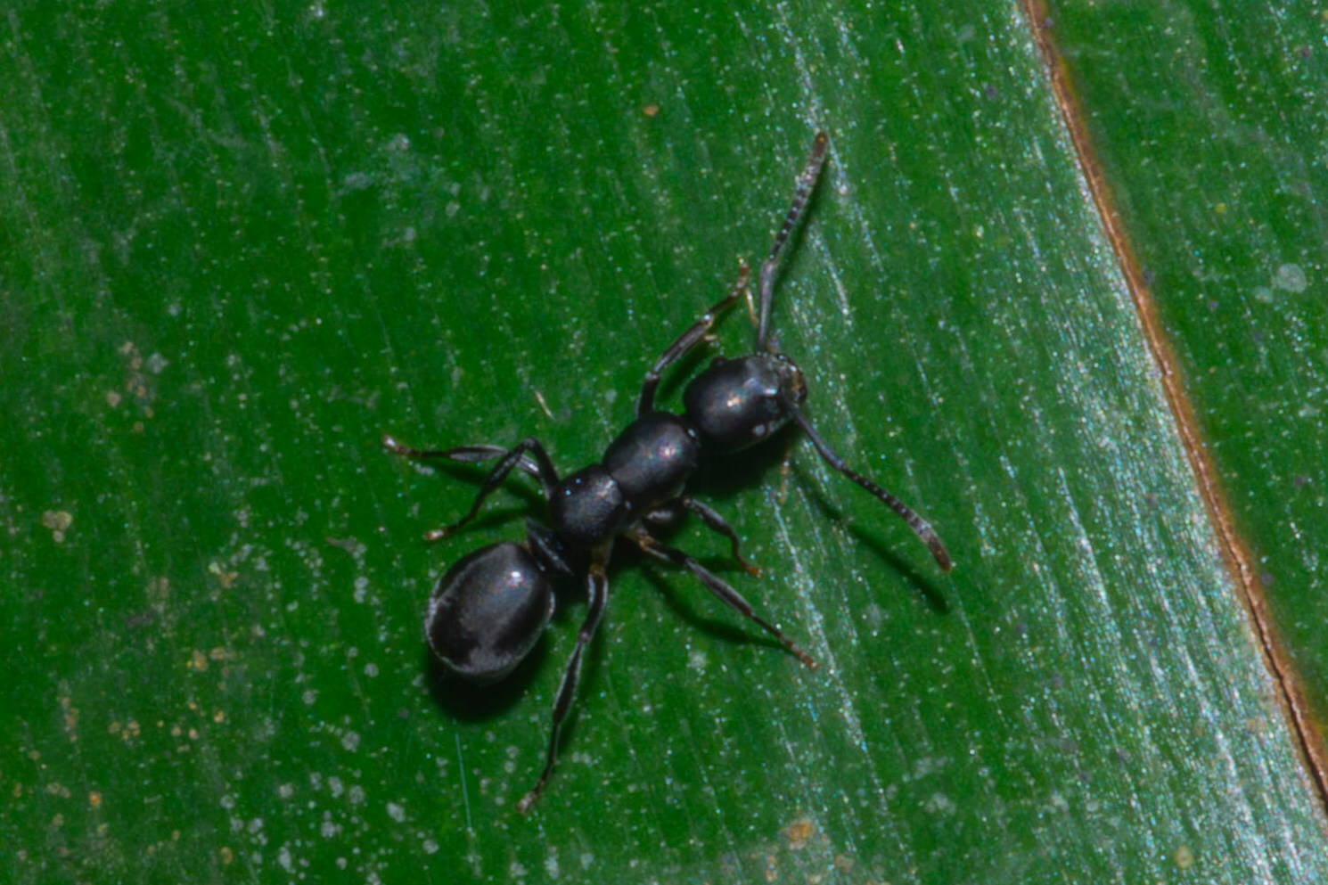 Echinopla mezgeri