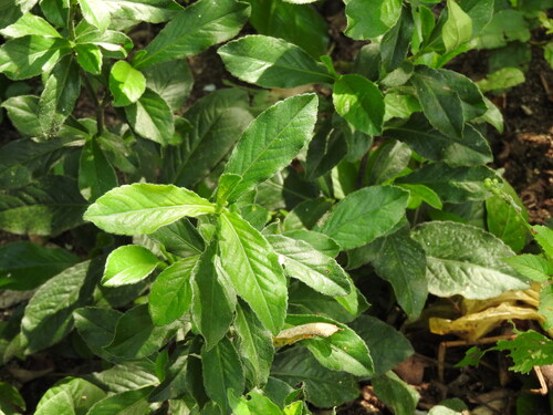 Pseudelephantopus spicatus, photograph 6