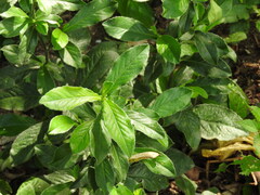 Pseudelephantopus spicatus, photograph (c) Alexis López Hernández, some rights reserved (CC BY)