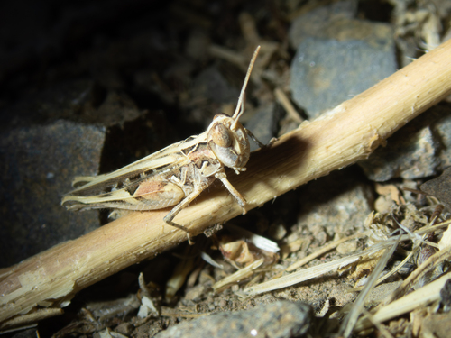 Texas Range Grasshopper