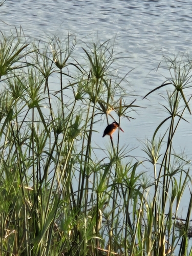 iNaturalist image