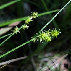 Carex atlantica atlantica