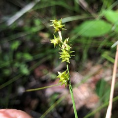 Carex atlantica atlantica