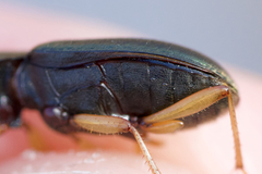 Chlaenius pennsylvanicus