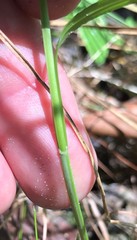 Carex atlantica atlantica