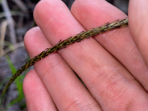 Carex uncinata observed 2026-07-20