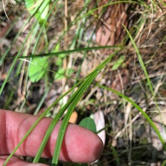Carex atlantica atlantica