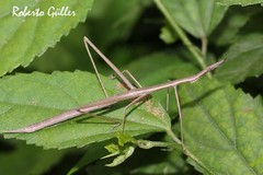 Tetanorhynchini