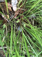 Carex atlantica atlantica