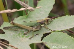 Coryacris angustipennis