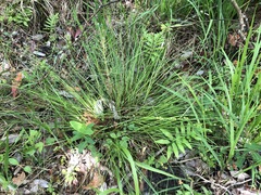 Carex atlantica atlantica