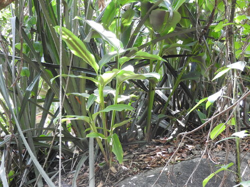 Goeppertia macrosepala, photograph 2