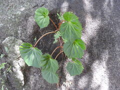 Begonia plebeja, photograph (c) Alexis López Hernández, some rights reserved (CC BY)
