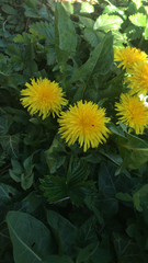 Taraxacum officinale