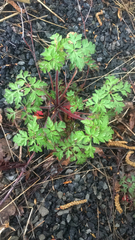 Geranium robertianum
