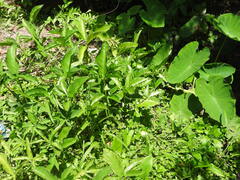Xanthosoma wendlandii, photograph (c) Alexis López Hernández, some rights reserved (CC BY)