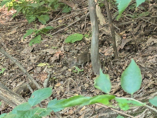 Rat photographed near here on 2026-07-20