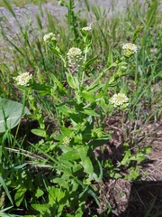 Lepidium campestre