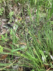 Carex atlantica atlantica