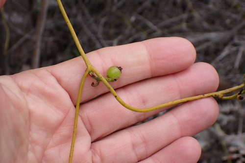 Cassytha ciliolata