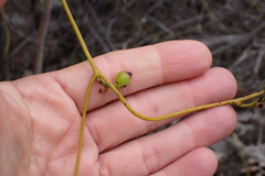 Cassytha ciliolata