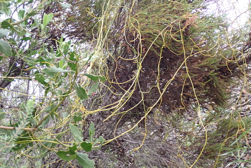 Cassytha ciliolata, photograph 1