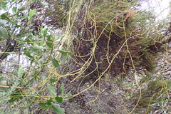 Cassytha ciliolata, photograph (c) Karen Eichholz, some rights reserved (CC BY)