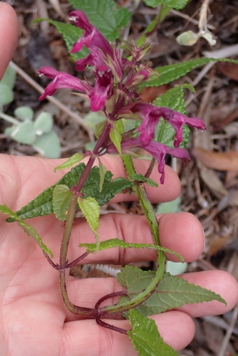 Stachys thunbergii, photograph 2