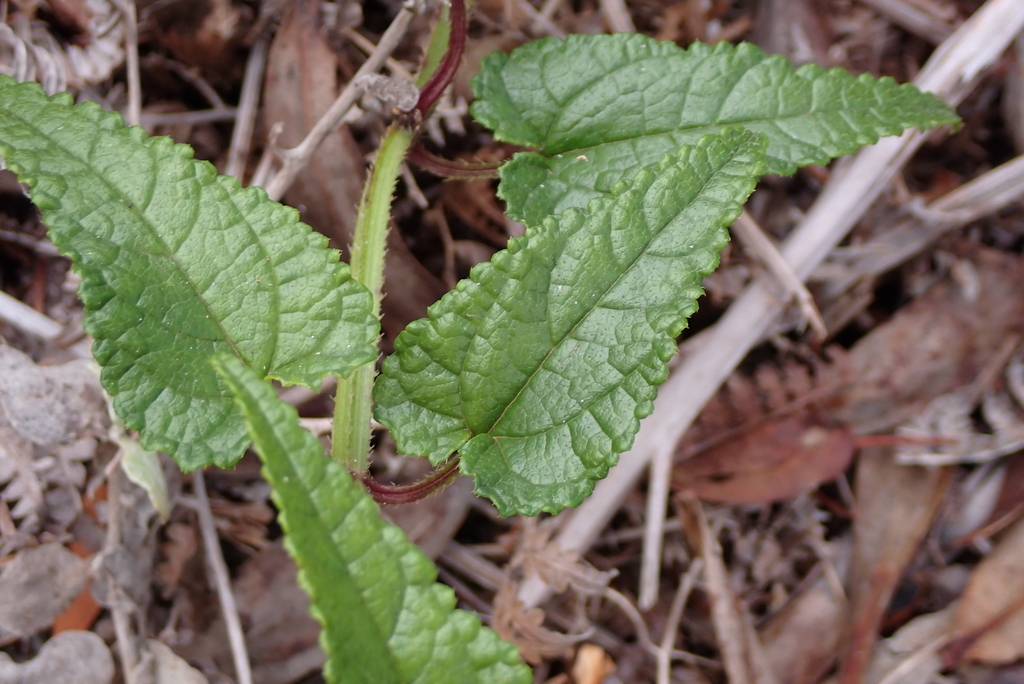Stachys thunbergii; photograph (c) Karen Eichholz, some rights reserved (CC BY)