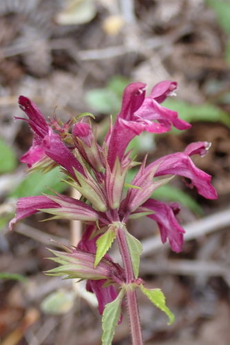 Stachys thunbergii, photograph 1