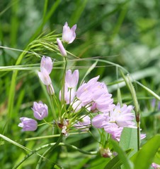 Allium roseum