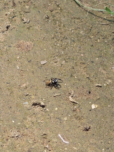 White-eyebrowed Jumping Spider