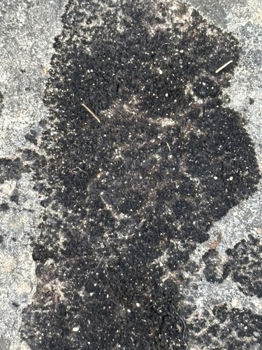 Blackthread Lichen